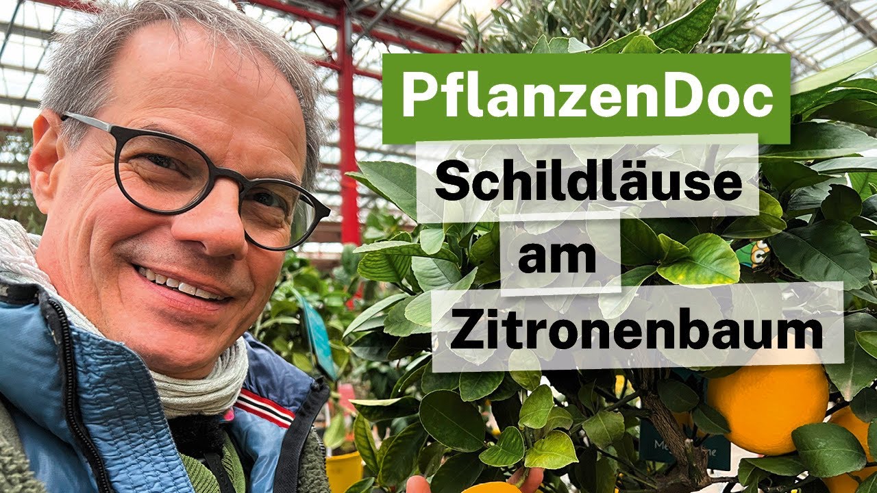 PflanzenDoc: Schildläuse am Zitronenbaum? So wirst du sie los! 🍋🛡️