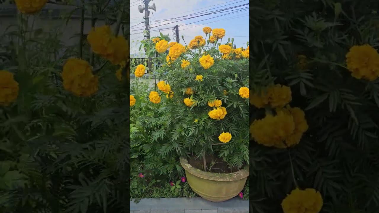 Vườn hoa nhà ông nội