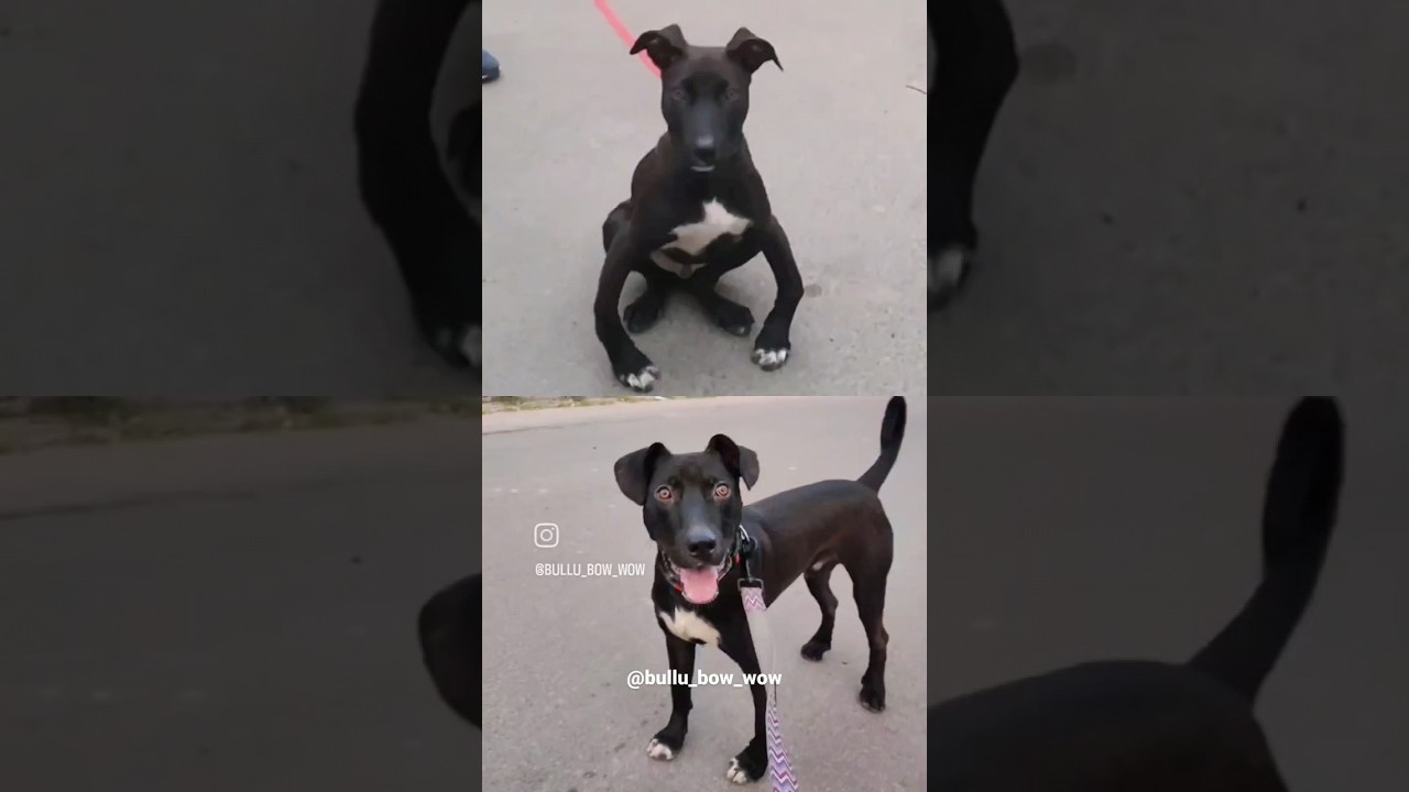 #dog with #rickets get his legs straightened
