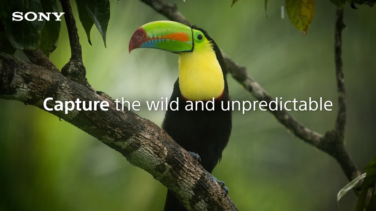 You are a creator. Capture the wild and unpredictable.