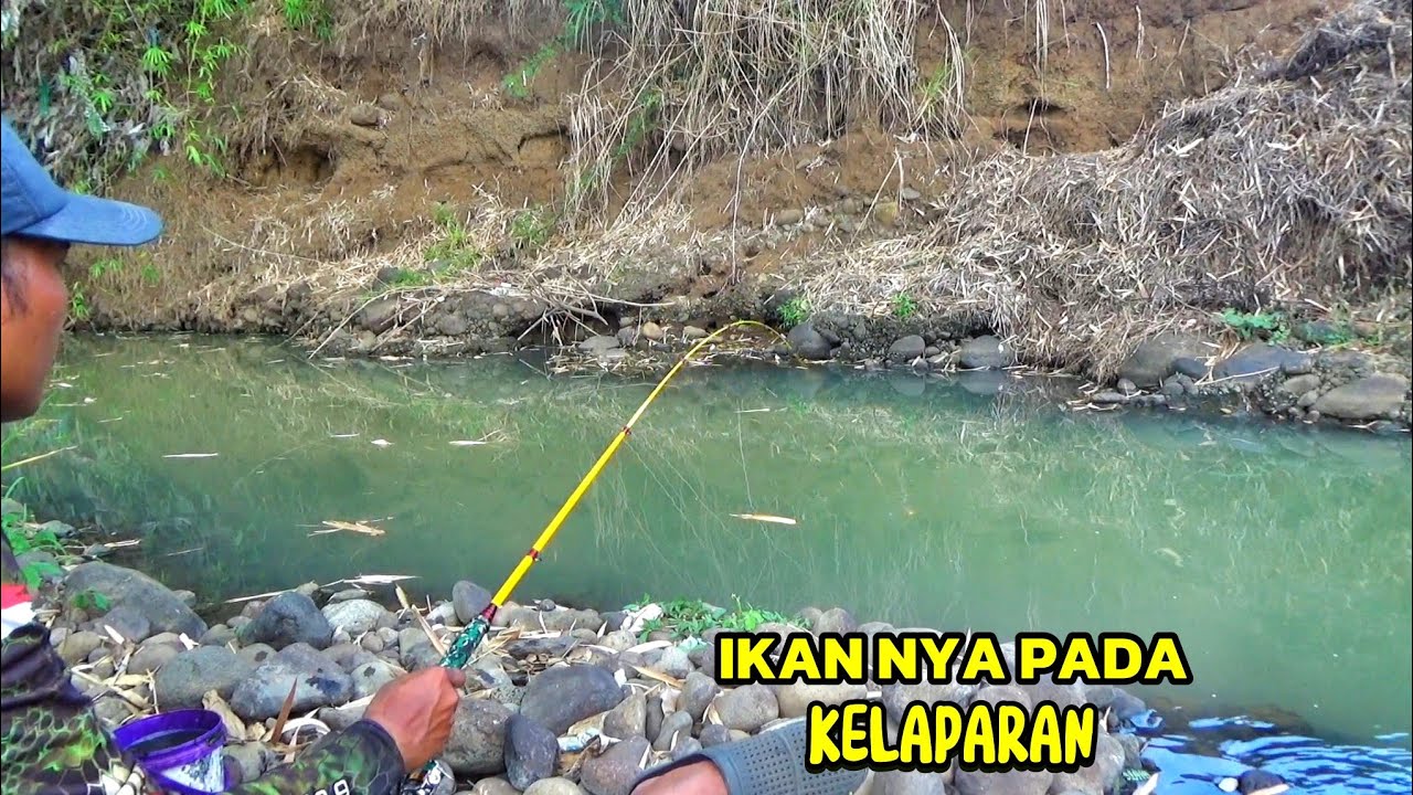 TANPA AMPUN STRIKE NYA !! Mancing di sisa sisa air di sungai besar saat musim kemarau