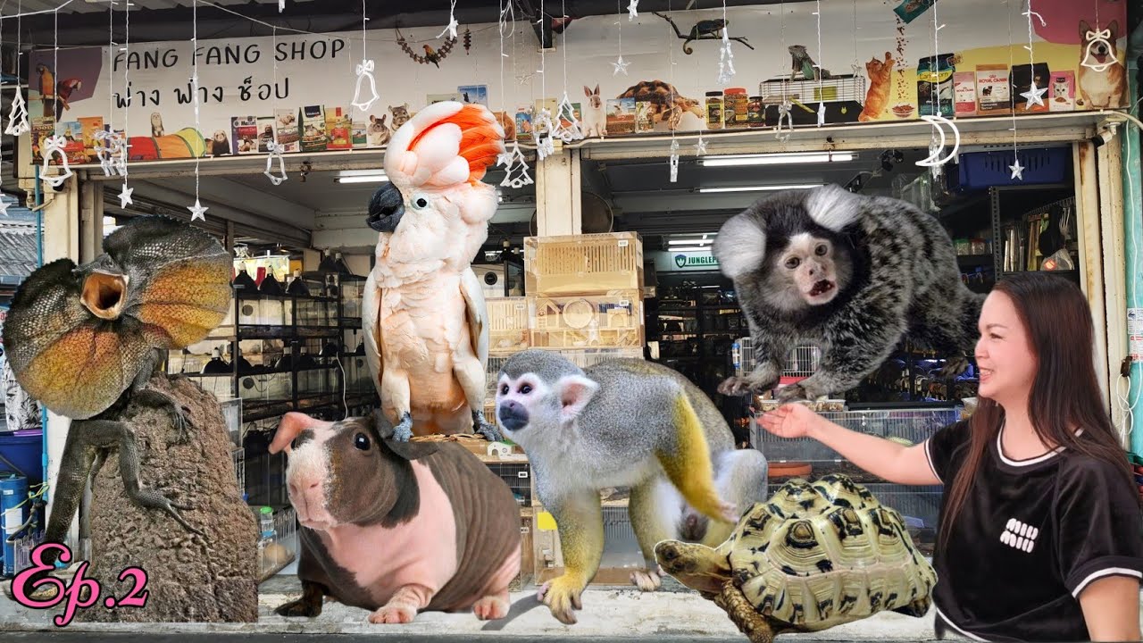Fang​ Fang​ Shop​ (Exotic​ Pets)​🐍🦎🐢Ep.2​