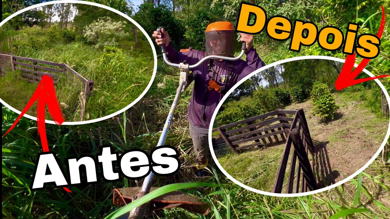 Os pés de CAFÉ tavam PERDIDOS NO MATO 🌱😱 olha como FICOU!!