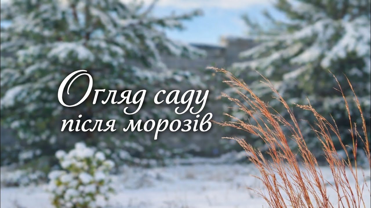 Огляд частинки саду після морозів