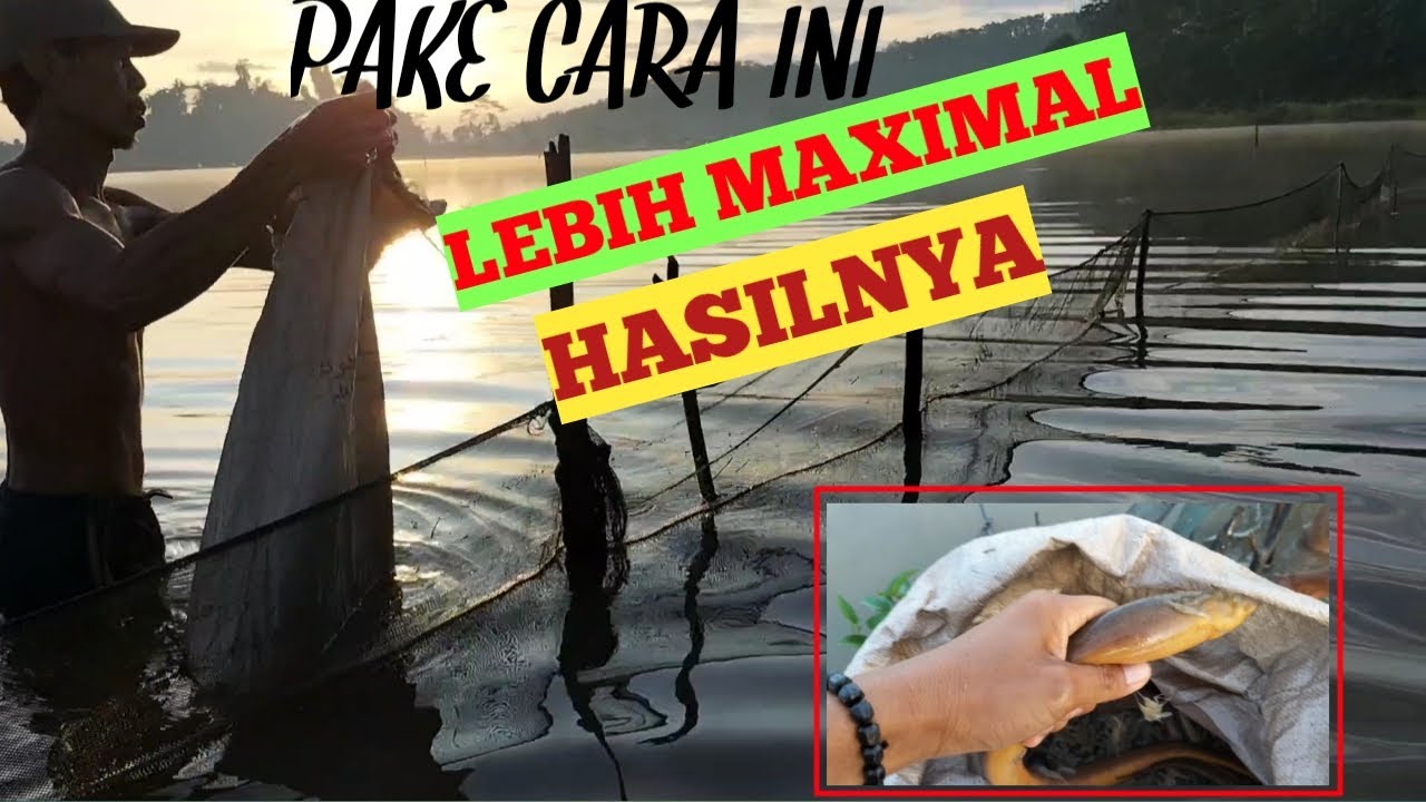 Cara Memasang Perangkap Ikan || Hasil Lebih Maksimal