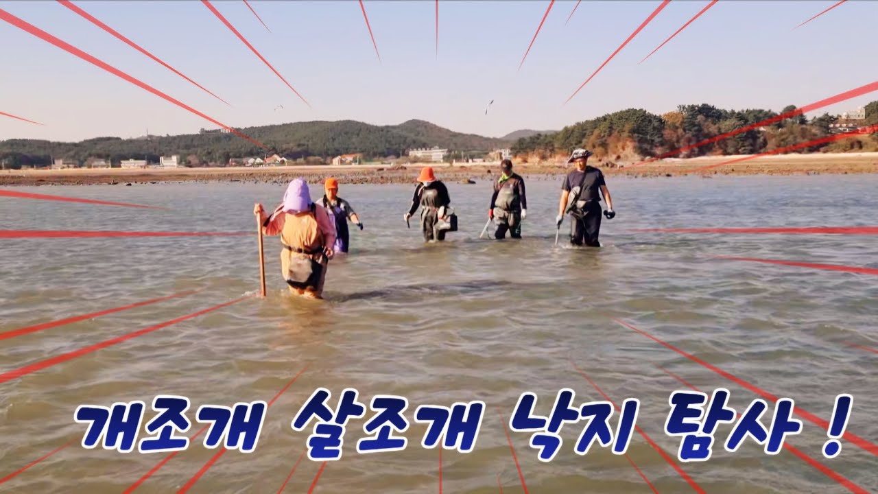 11월 2일 개조개 살조개 낙지 탐사 갔는대 조과  짱 ! 여러분도 달리시죠 #바다생활 #해루질 #개조개 #살조개 #낙지