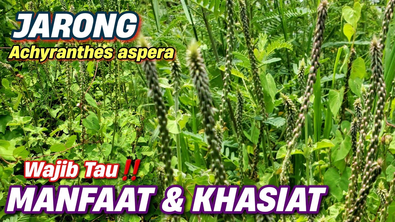 MANFAAT TANAMAN JARONG TUK KESEHATAN ‼️ Achyranthes aspera #jarong #achyranthesaspera #achyranthes