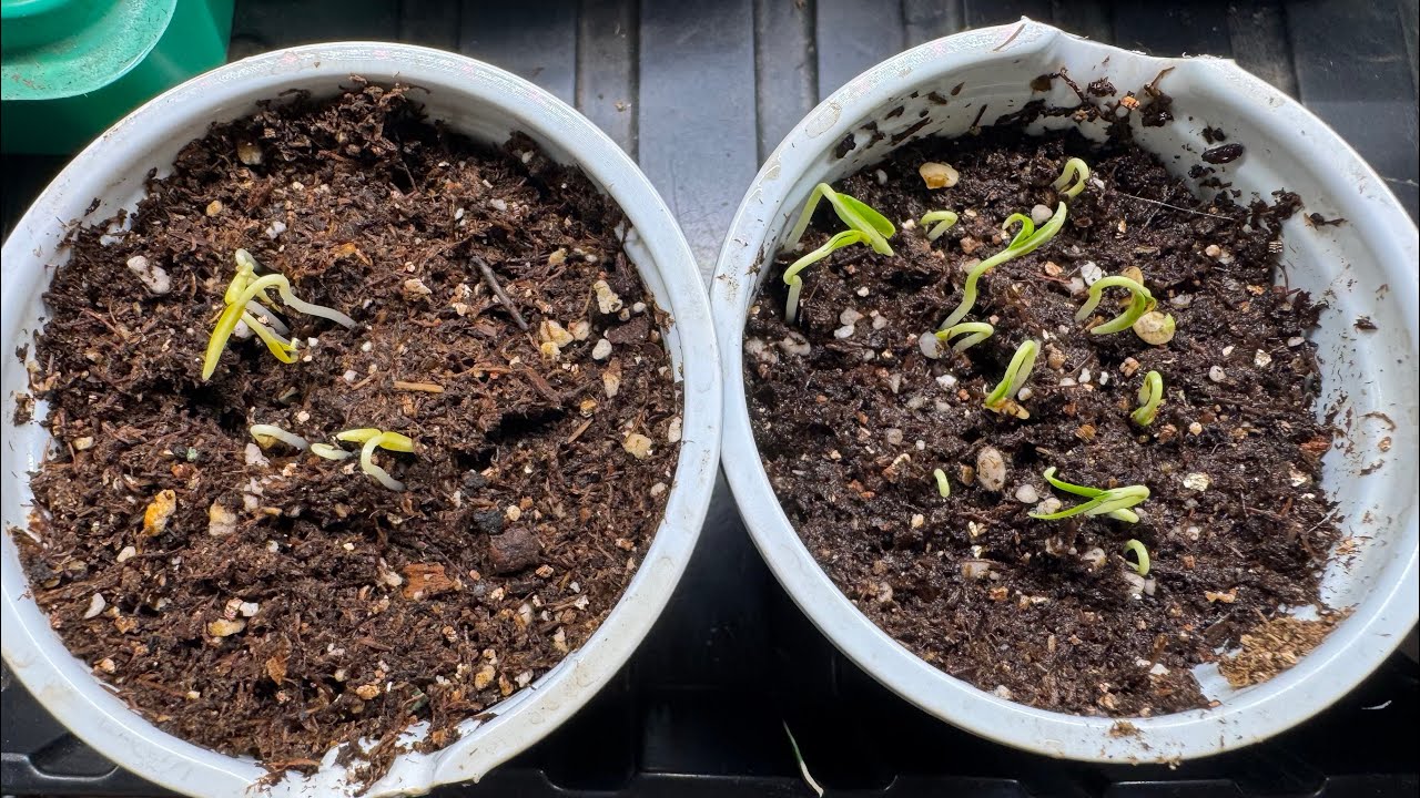 Первые всходы 🌱 сладкого перца появились на 6 день . Начало хорошее , ждем дальше. 