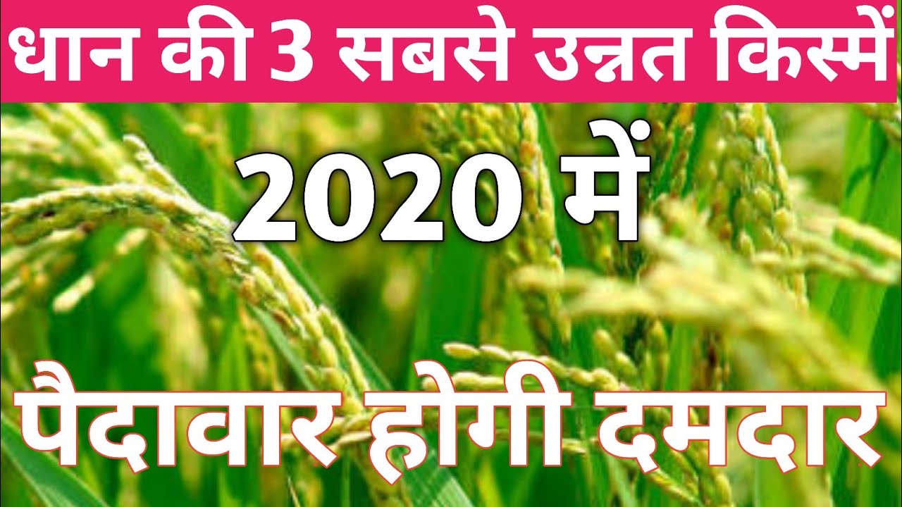 धान की 3 उन्नत किस्में । Top 3 Paddy variety । Paddy best Variety in 2020 । हाइब्रिड धान की किस्में