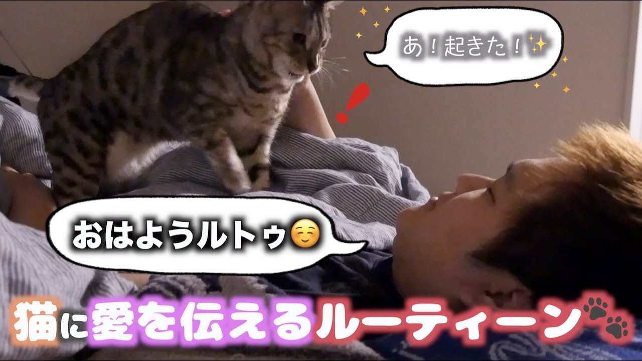 猫と仲良くなる為にしているラブルーティン
