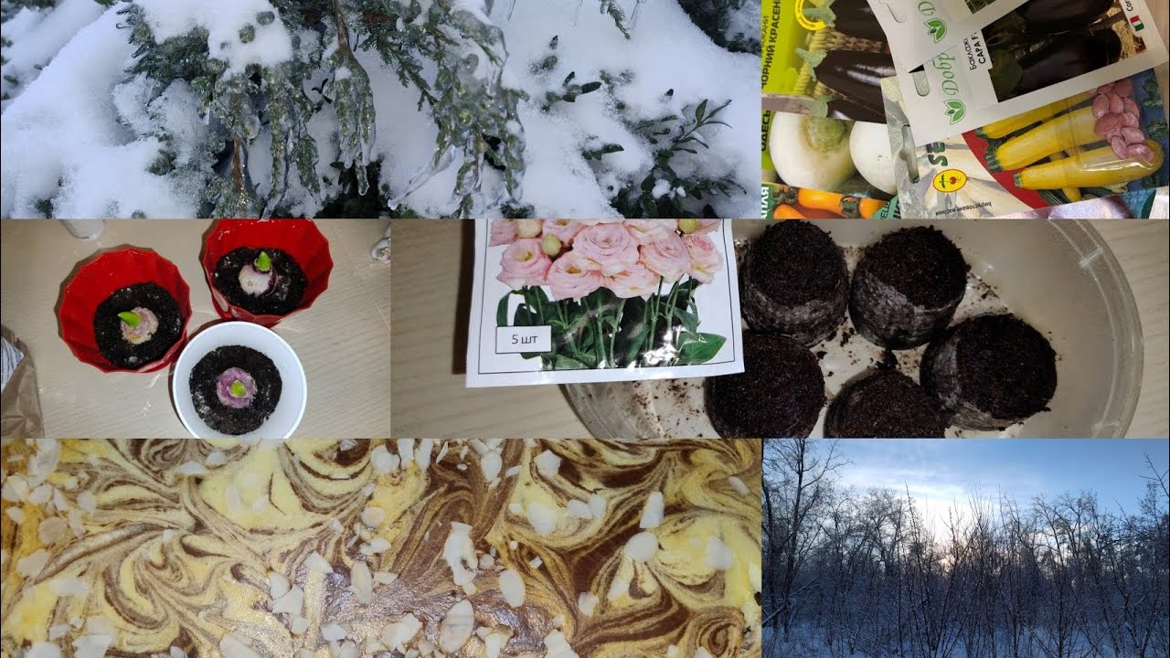 Посіяла еустомку,🌹 висадила гіацинти,мармуровий сирник🩵💛, посилка з насінням 🤗,природа,❄️☃️🌲 поезія🫶
