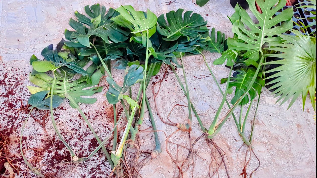 Monstera Deliciosa Propagation