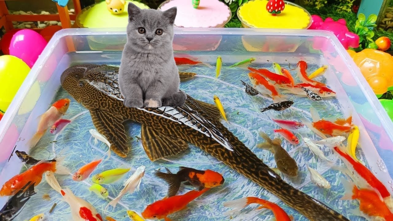 Unboxing ikan hias warna warni, ikan lucu, ikan koi, maskoki, ikan lele, chana, ikan cupang, gurame