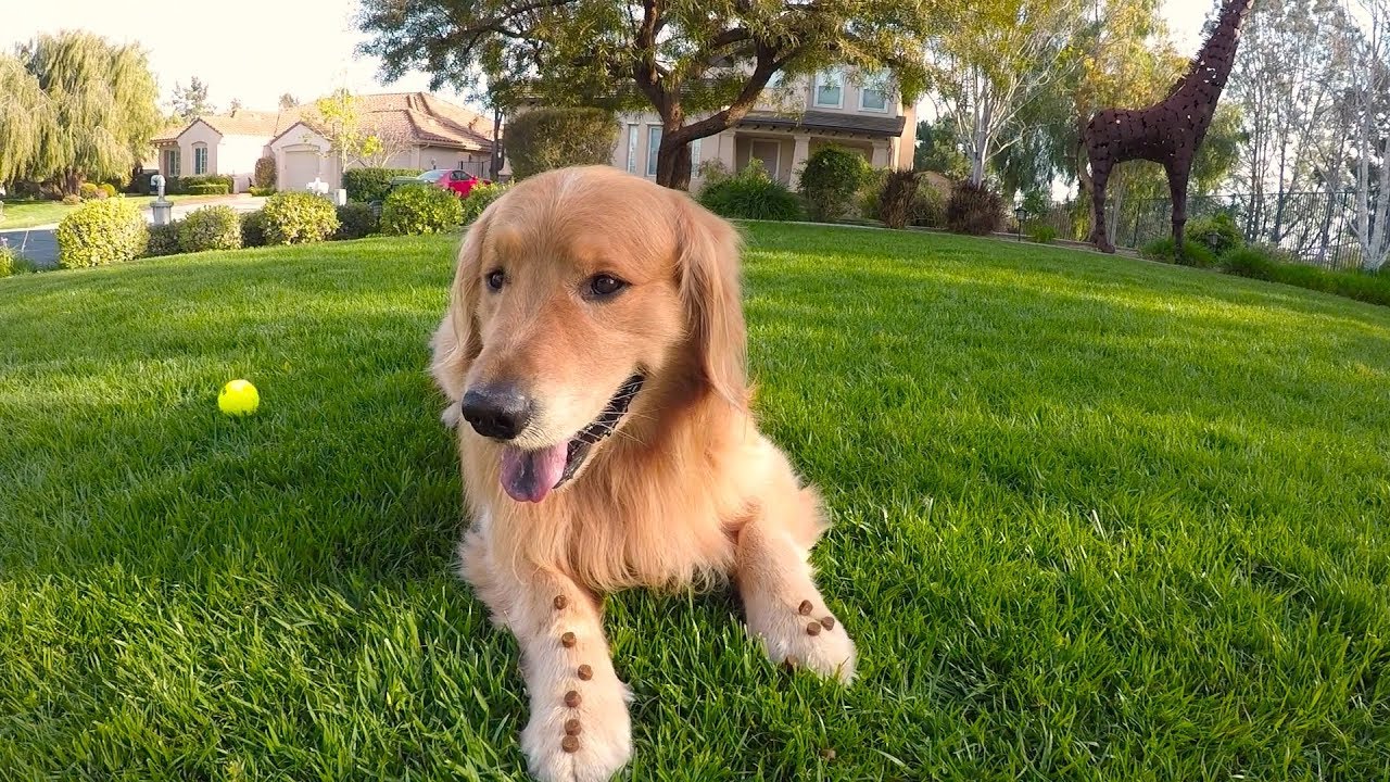 Watch Oshie Show Off His Tricks | Golden Retriever VLOG