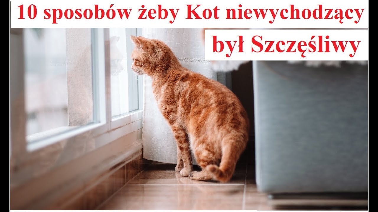 10 sposobów żeby Kot niewychodzący był Szczęśliwy