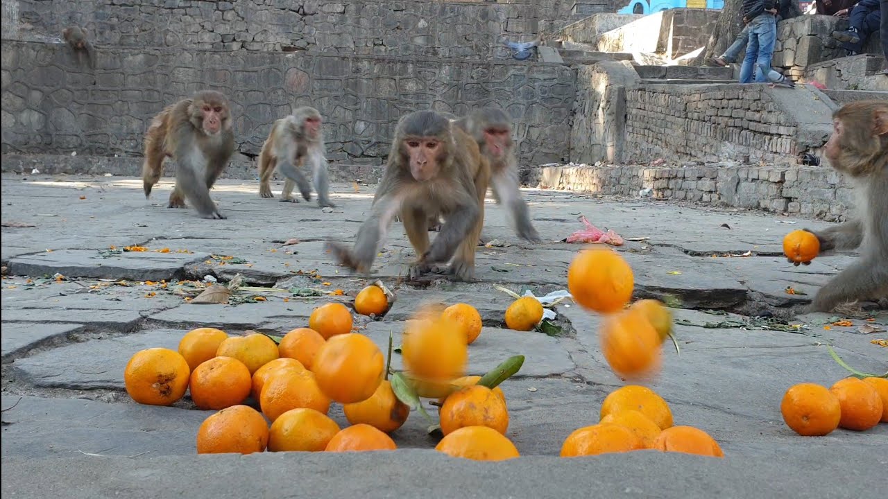 feeding orange to the hungry wild monkey