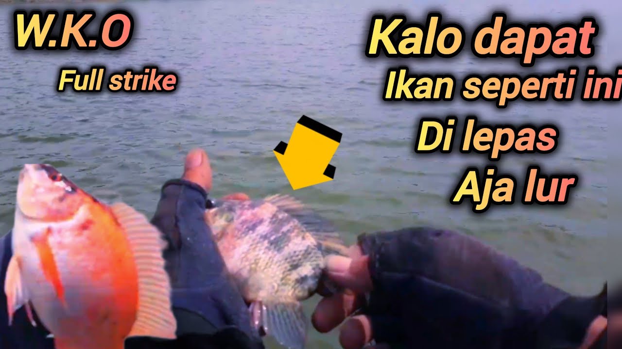 Mancing Kedung Ombo fuul strike #mancingkedungomboterbaru