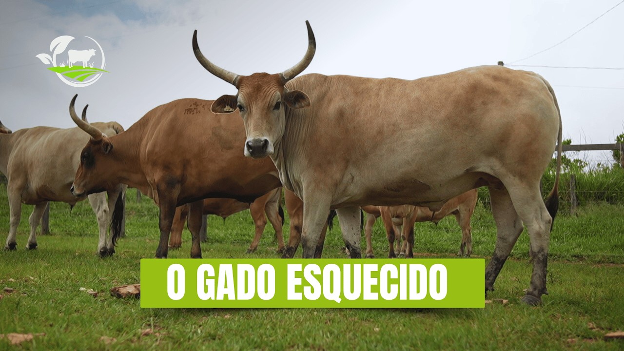 Mais Sabor que o Angus? O Segredo da Carne do Curraleiro Pé-Duro