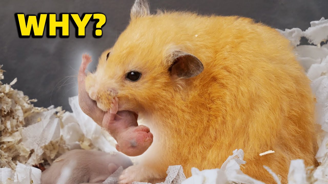 Мой хомяк съел своих детенышей... Почему? | My Hamster Ate Her Babies...Why?