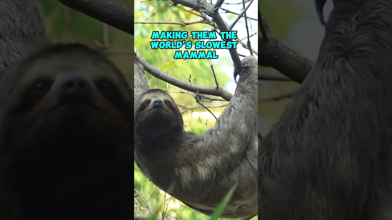 Quick Sloth Facts 🦥: Amazing Sloth Secrets in 14 Seconds!