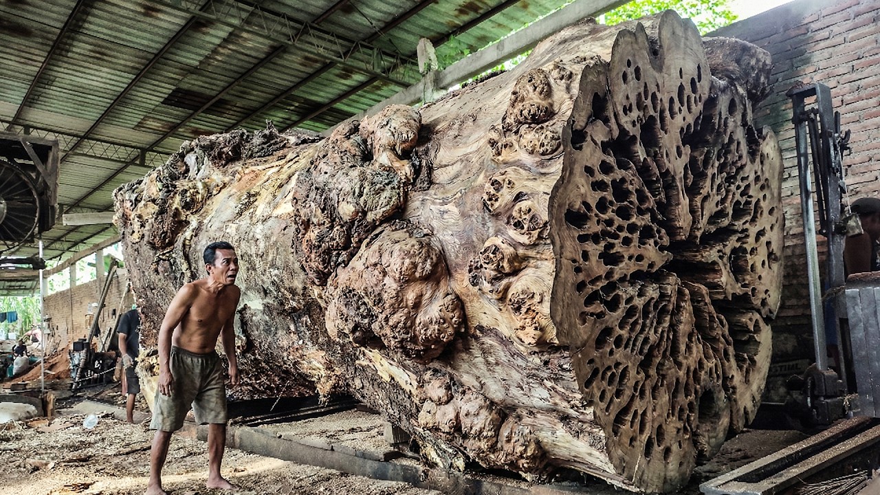 USA & AUSTRALIA SHOCKED! Only One Man Dared to Fell This Monster Log at the Sawmill