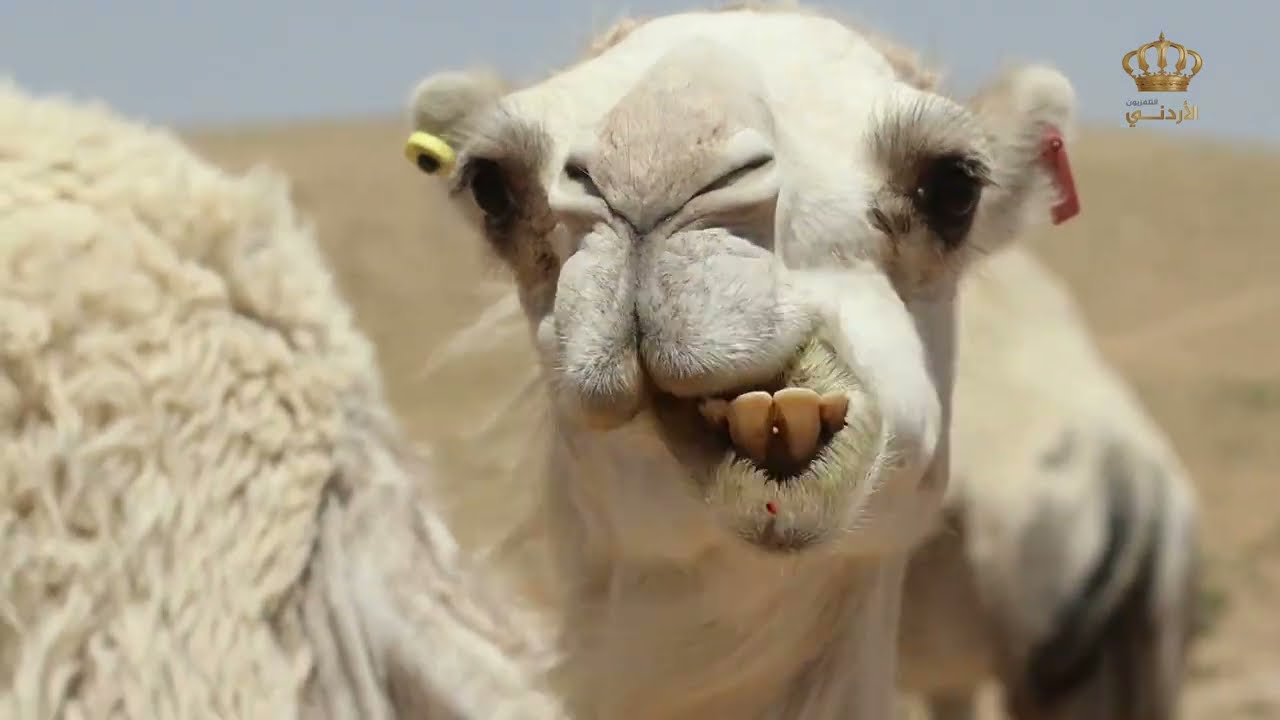 أرض الخير | الأربعاء 23-8-2023