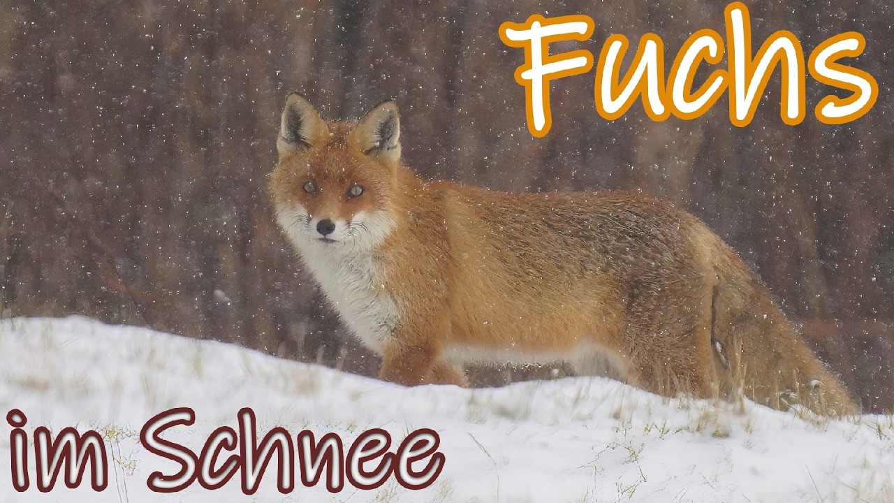 Fuchs im Schnee.
