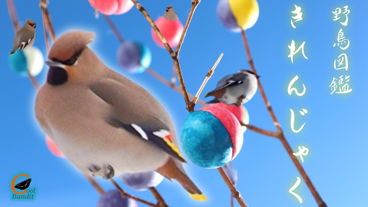 【野鳥図鑑/キレンジャク】リモートバードウォッチング　北海道小樽市で撮影しました。