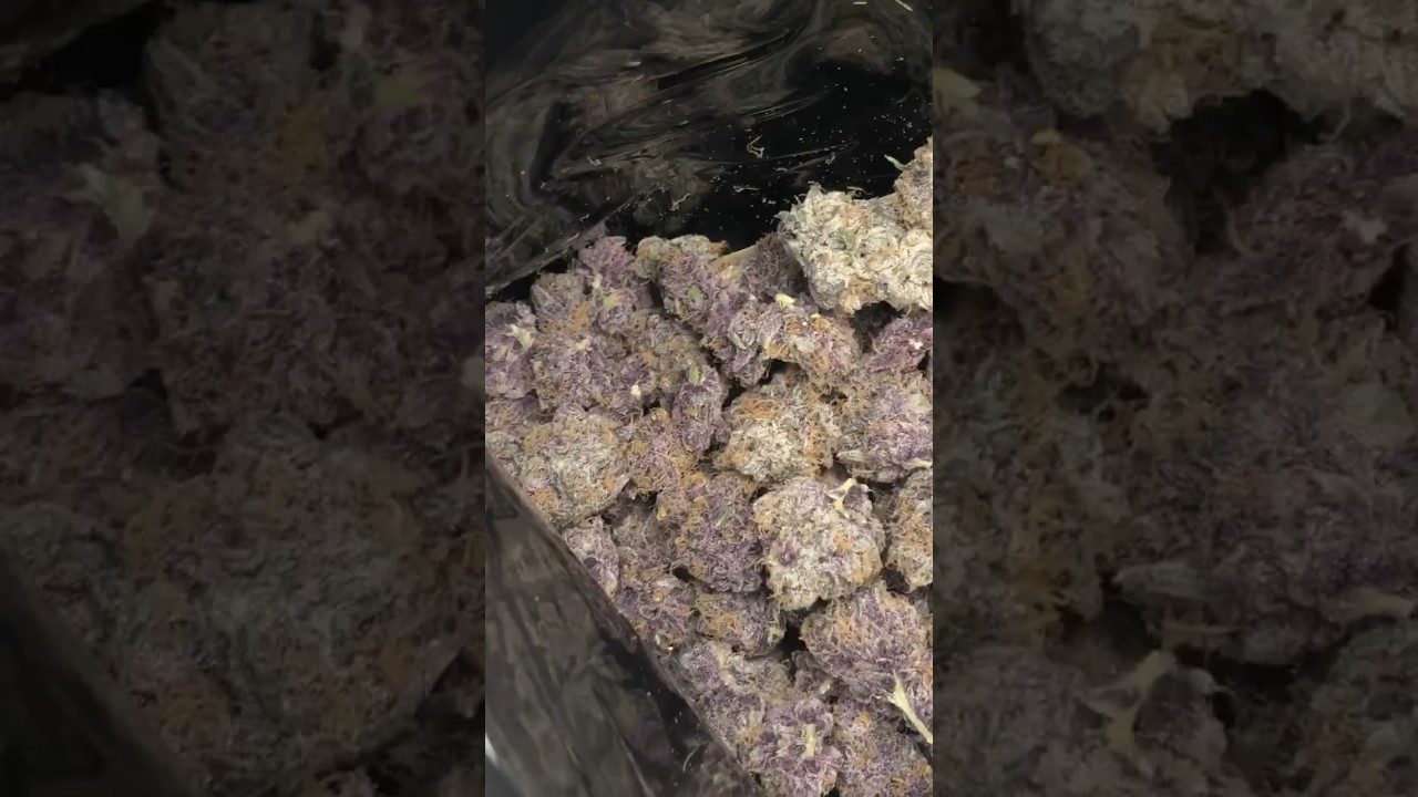 Purple weed- These two are sisters! One pound harvest In 4X4 tent!