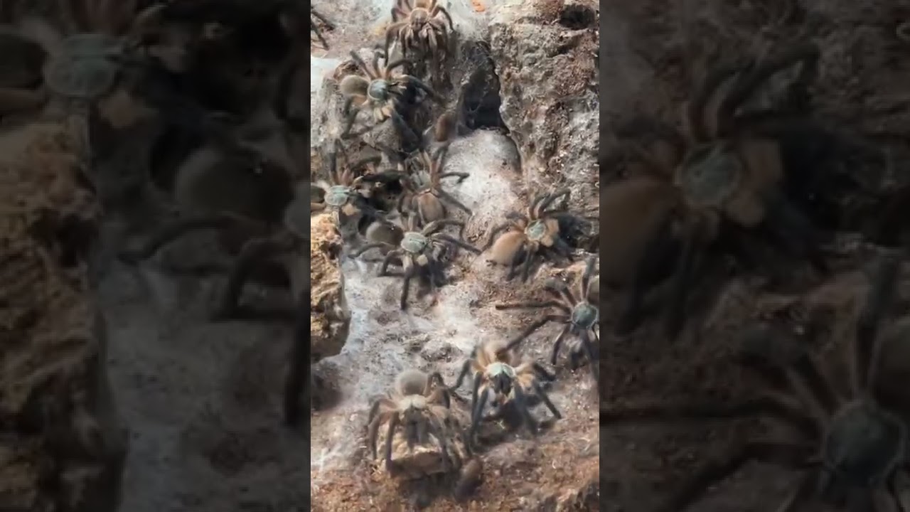 The tarantula communal is doing super well. Finally got my stand