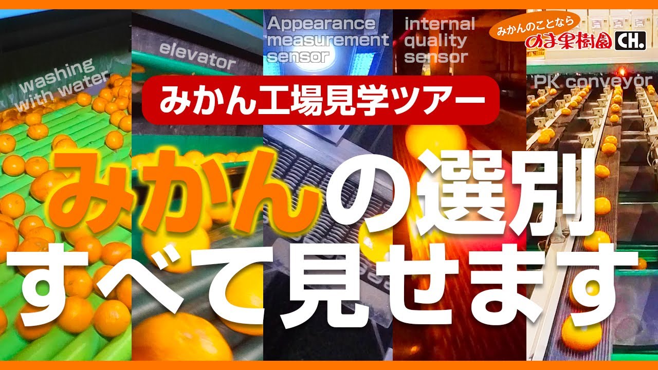 【みかん工場見学ツアー】みかんの選別すべて見せます【みかんのことなら「のま果樹園」】