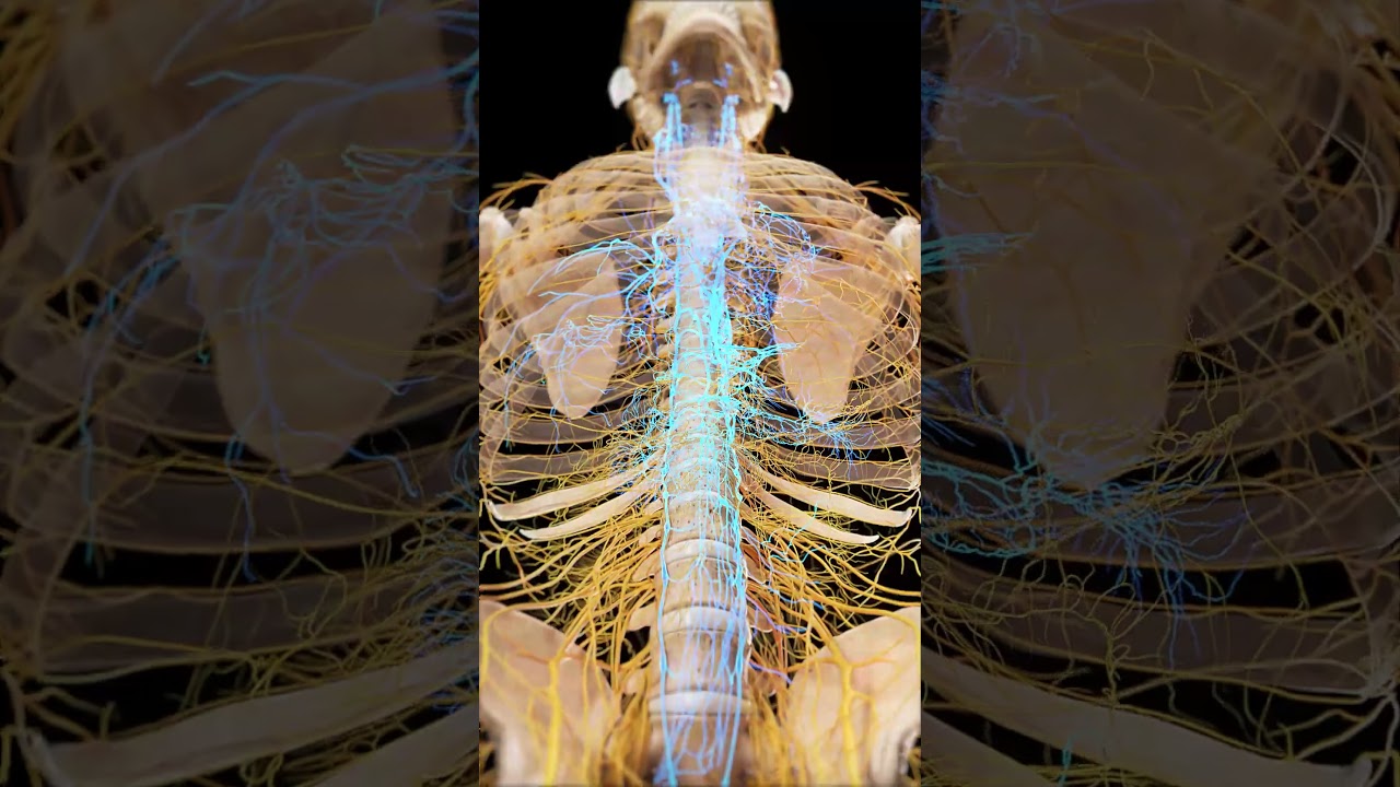 🧠⚡ The Autonomic Nervous System: Your Body's Silent Regulator ⚡🧠