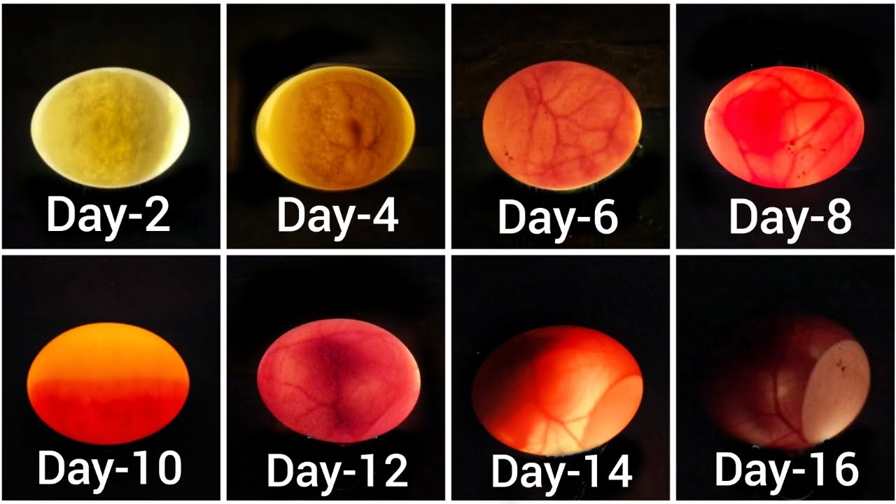 Egg Candling || Day 1 To 17 || Until Hatching || Egg Hatching Process
