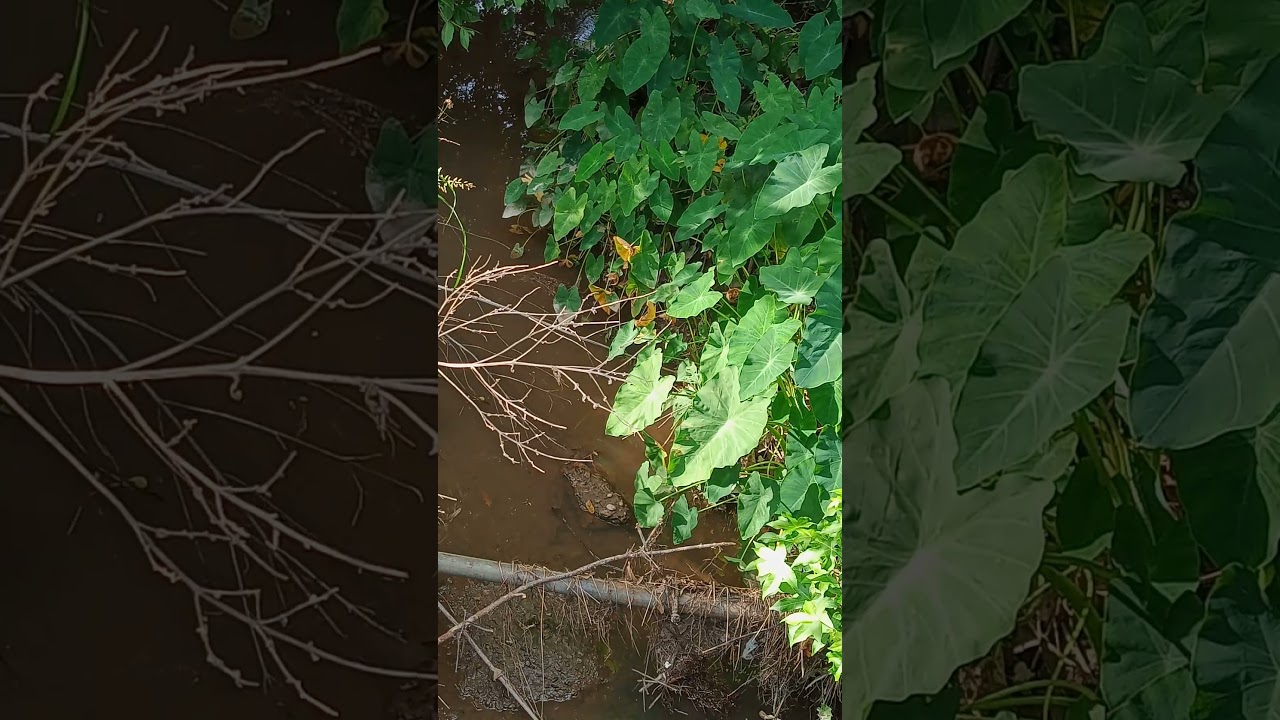 Elephant Ear: Real Hoodoo Food, Medicine & Metaphysical Power