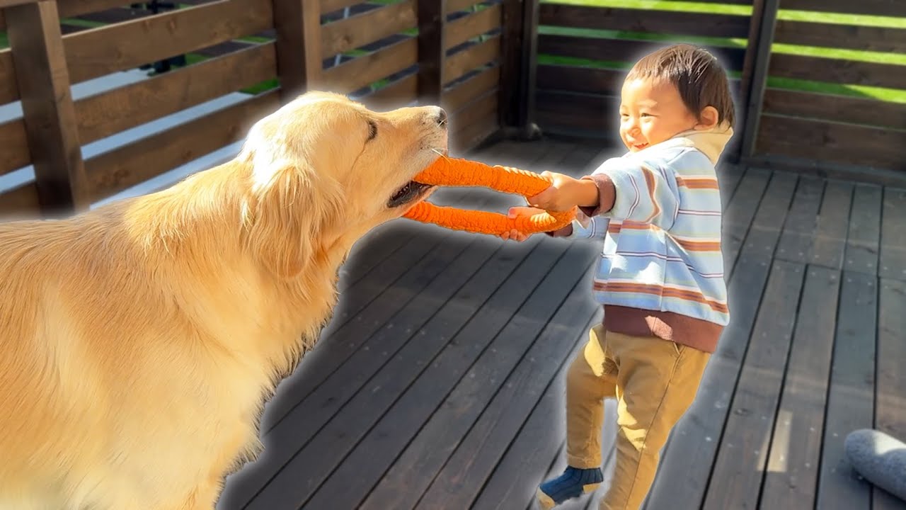 一歳児に手加減する優しい愛犬がこちらです