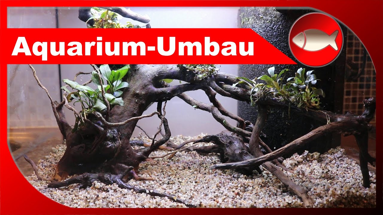 Aquarium umgestalten - Scape renovieren - neue Heimat f&uuml;r Betta smaragdina - Aquaristik