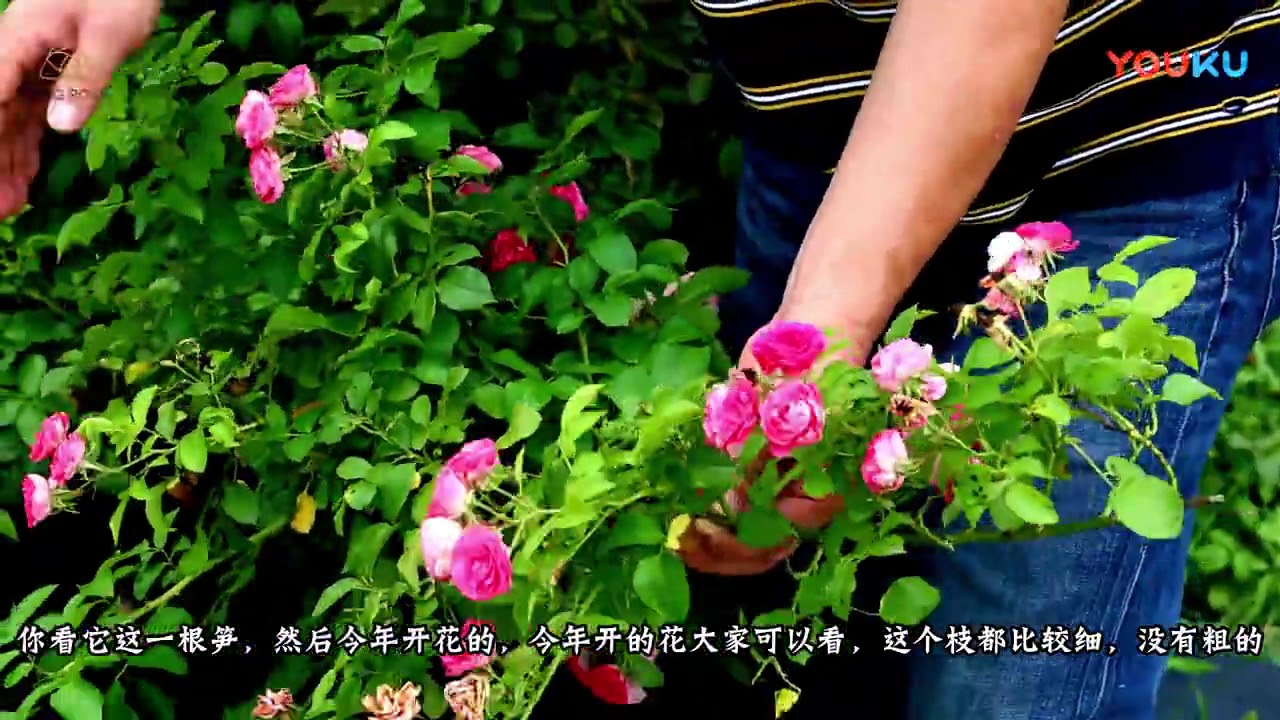 天狼说月季【冒笋】   藤本月季冒笋后，要怎么处理？ 超清