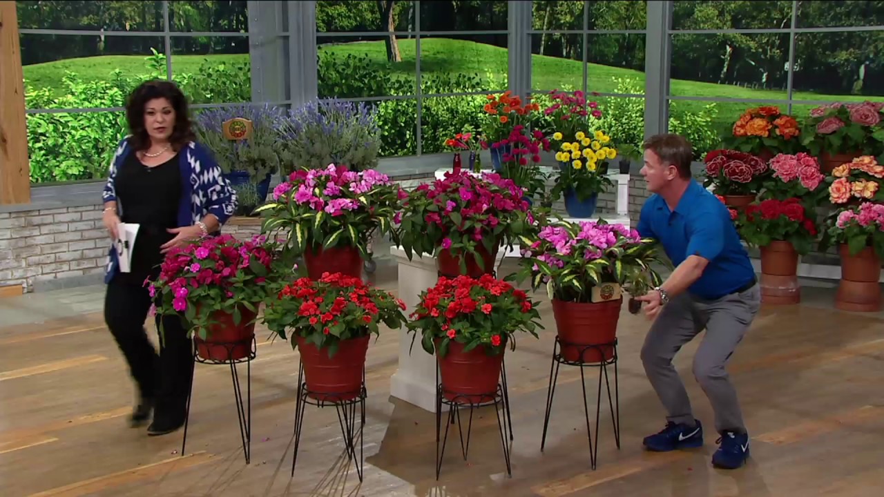 Roberta's 6-piece Compact and Colorful Sunpatiens on QVC