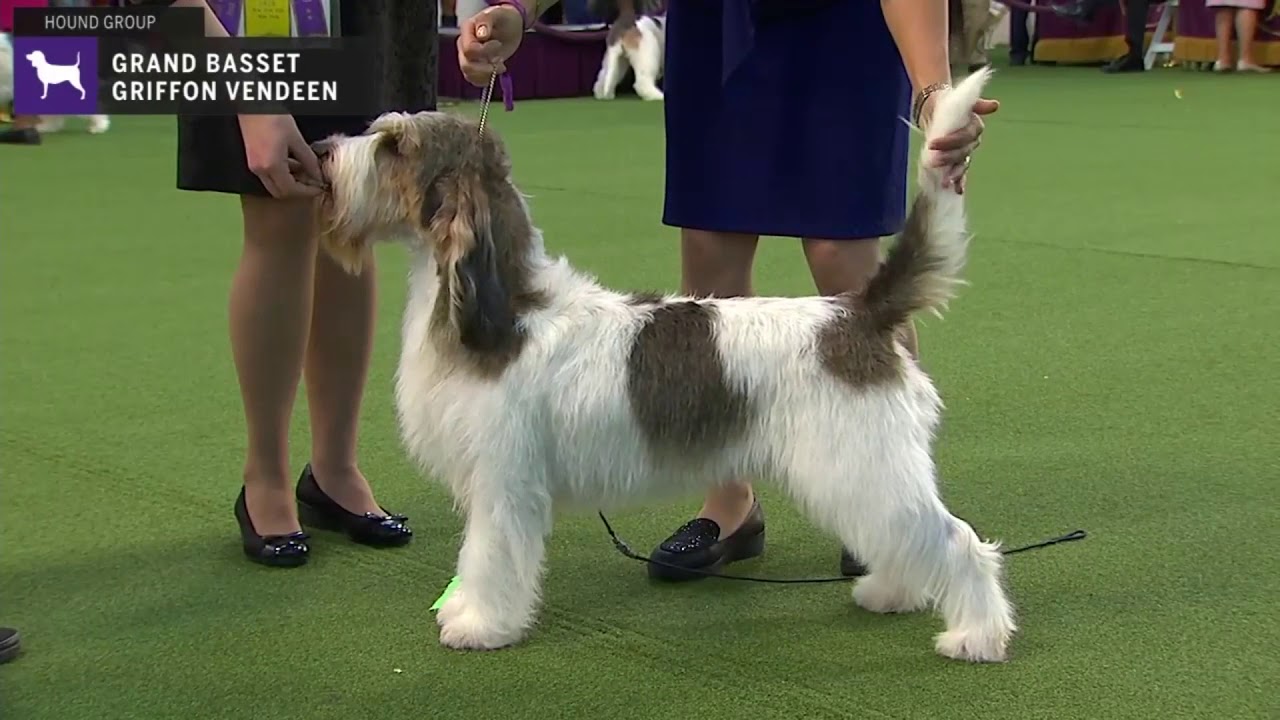 Grand Basset Griffon Vendeens | Breed Judging 2020