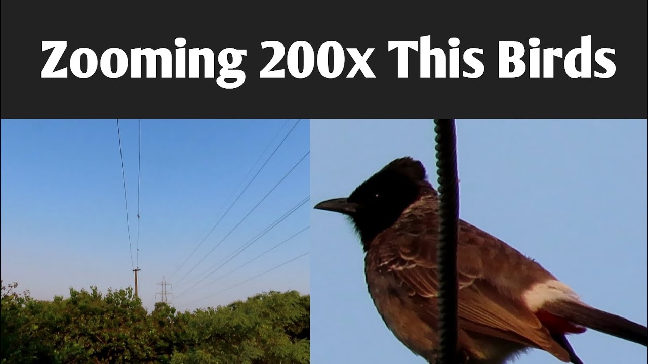 Zooming 200x This Birds | Canon PowerShot SX70 HS | @straightzoom
