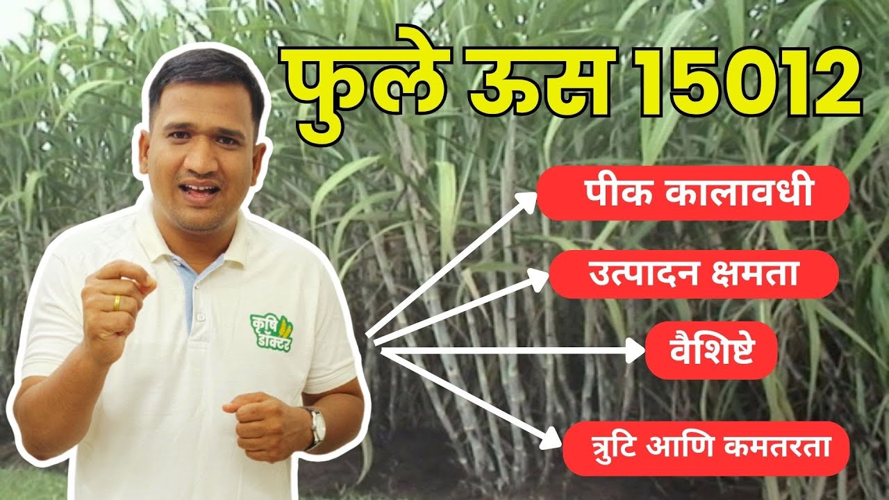 15012 ऊस बियाणे | 15012 ऊस व्हरायटी | 15012 sugarcane variety in marathi #krushidoctor #ऊस