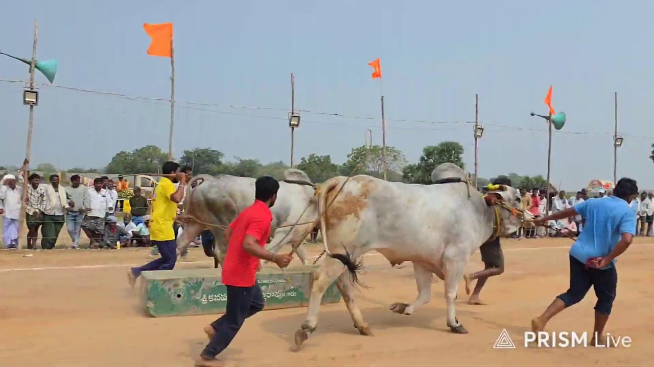 నాదెండ్ల ఎడ్ల పందాలు న్యూ క్యాటగిరి విభాగంలో 4వ జత R K Bulls