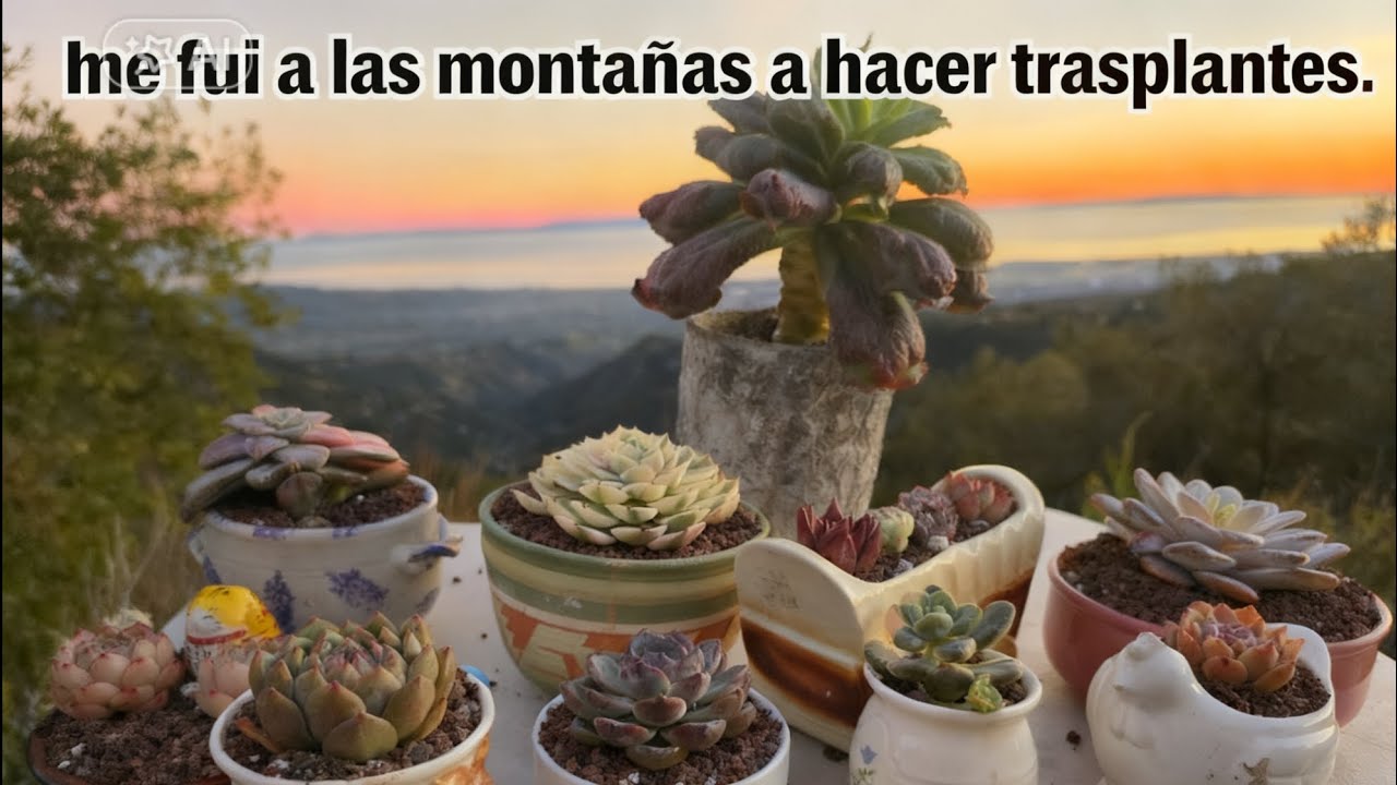 “De la ciudad a las montañas, Trasplantando  suculentas | 1 mes del canal”