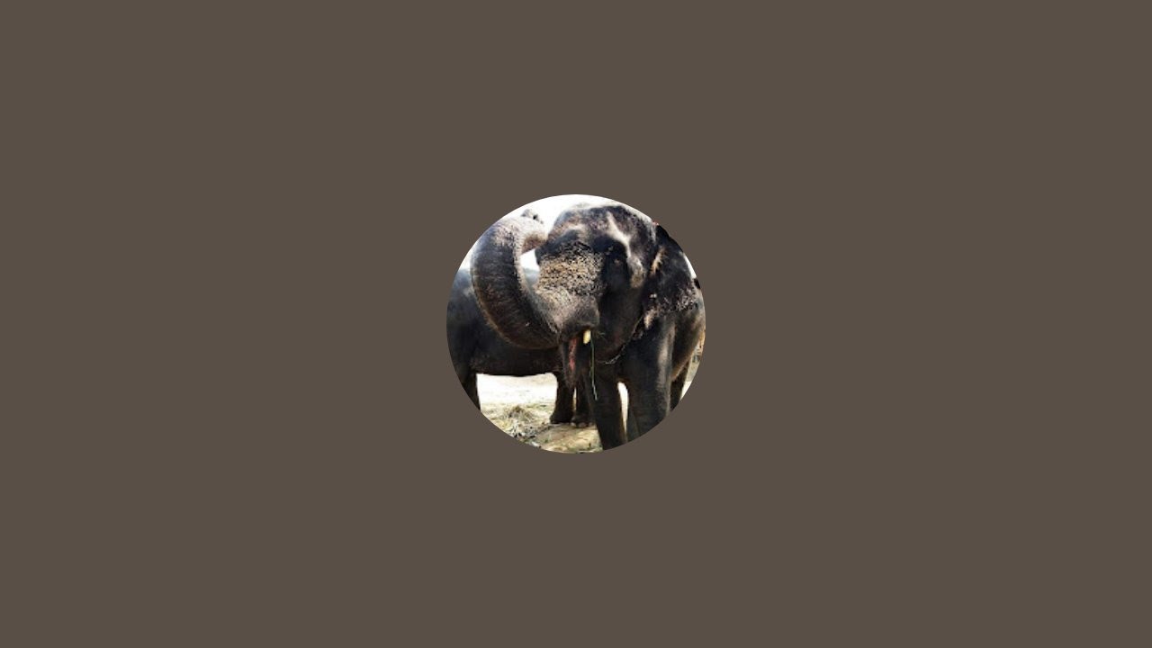 ต่อรอบ 2 ค่ะยังไม่ได้ทานเลยค่ะเมตตาน้องช้าง 2 เชือกด้วยค่ะแม่จ๋า🙏🙏♥️♥️🐘🐘