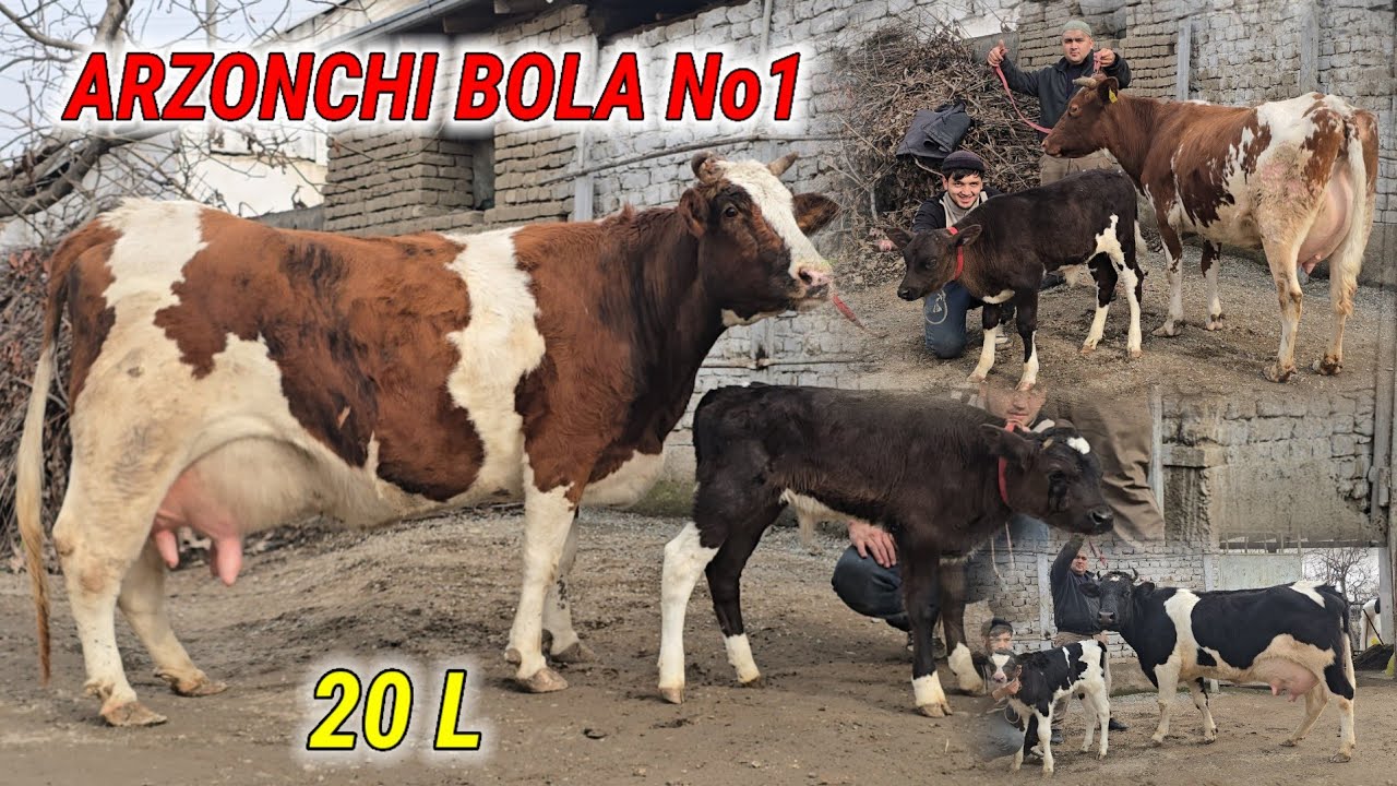 Arzonchi Bola Yorvordi 🔥Narx Aytish Mana Bunaqa Bo'ladi Bolasi Novvos Suti Ko'p Sigirlar 