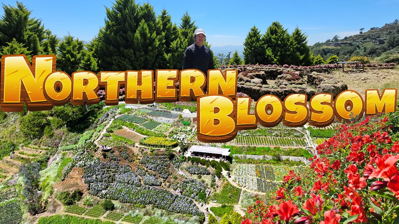 Northern Blossom | Sea of Flowers | 2-Hrs From Baguio