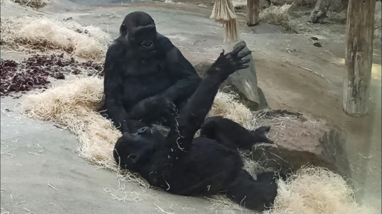 Gorilla girls just wanna have fun! - Zoo Antwerpen (B) - Zoovenirs (80)