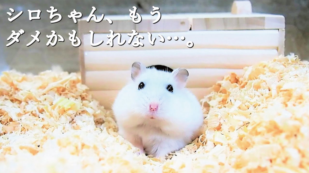 ハムスターの両足が動かず、動物病院で下半身不随と診断されてしまいました…。
