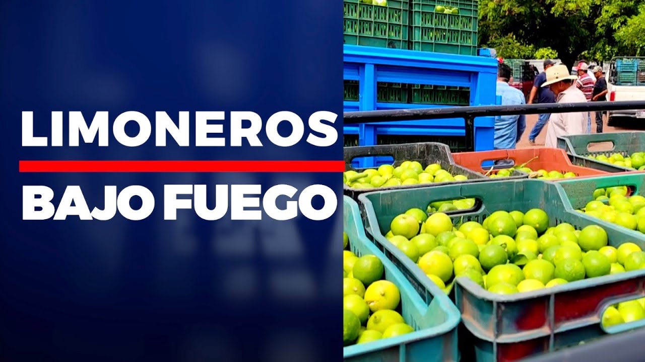 Sin tregua a productores de limón y naranja
