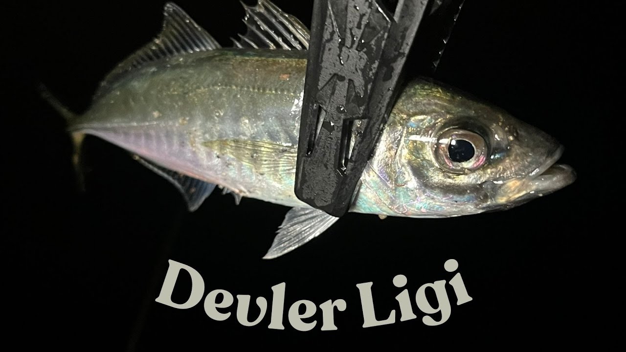 Dev İstavrit Avı-İstanbul Gecelerinde İri İstavrit Avı #fishing #lrfavı #balıkçılık #balık #aji